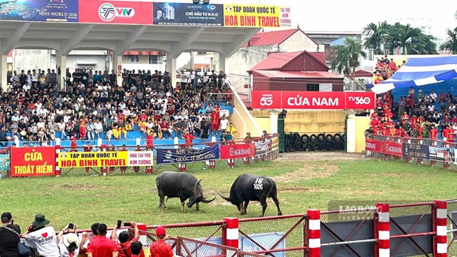 Sôi động vòng loại Lễ hội chọi trâu Đồ Sơn sau 8 năm gián đoạn