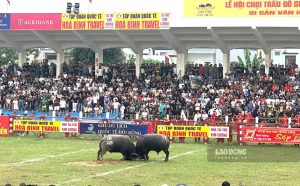 Các kháp đấu vòng loại lễ hội chọi trâu. Ảnh: Hoàng Khôi